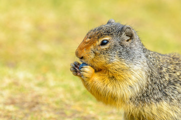 Naklejka na ściany i meble Feeding ground squirrel at the Lightning Lake in Manning Park, British Columbia, Canada.
