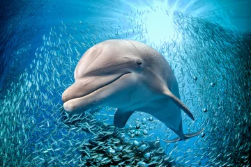 Schilderijen op glas dolfijn onderwater op blauwe oceaanachtergrond © Andrea Izzotti