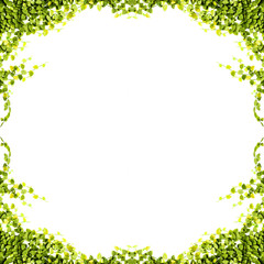 Obraz na płótnie Canvas ivy leaves isolated on a white background