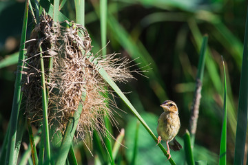 Little lovely bird : Golden weaver(Female)