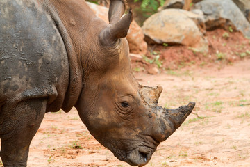 Obraz premium A close up photo of an endangered white rhino's face,horn and eye.