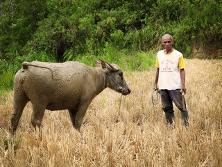 Old man with a buffalo. Farmer in Asia.