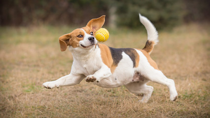 Playing fetch with funny beagle dog