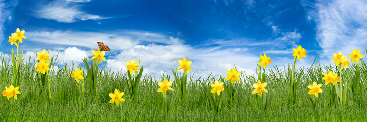 colorful natural spring meadow with daffodils on blue sky