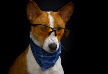 Low key portrait of  stylish basenji dog wearing yellow glasses and blue kerchief