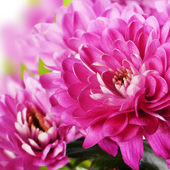 Flower pink chrysanthemums