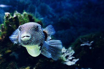 Naklejka na ściany i meble Underwater world - exotic fish in an aquarium