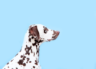 Dalmatian in profile close-up on a blue background