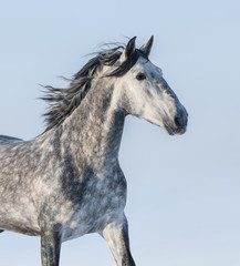 Fototapeta na wymiar Grey horse - portrait on blue background