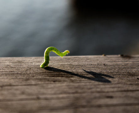 Closeup of a green geometer moth caterpillar on a wooden railing, also known as an inch worm