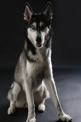 Young Husky sitting on dark background