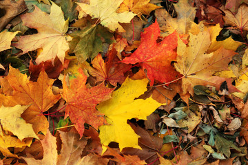 Naklejka na ściany i meble Colourful autumn leaves on the ground in the park, close up