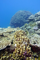 Naklejka na ściany i meble coral reef with great hard corals at the bottom of tropical sea,underwater