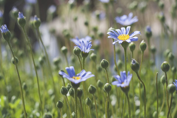 blue daisies flowers blooming in spring