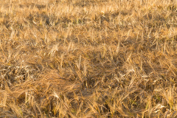 ears of yellow wheat field