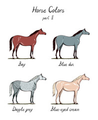 Set of horse color chart on white.  Equine coat colors with text. Equestrian scheme. Bay, grey, dapple, types of horses. Vector hand drawn illustration. 
