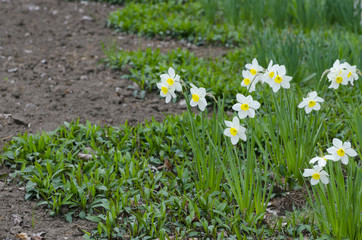 White daffodils bloom in the flowerbed