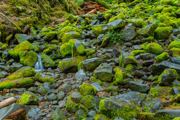 Sol Duc Rain Forest in Oregon
