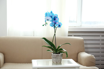 Beautiful blue orchid flowers in the room, close up