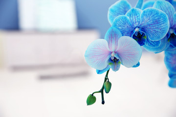 Fototapeta na wymiar The blossoming branch of a blue orchid, close up