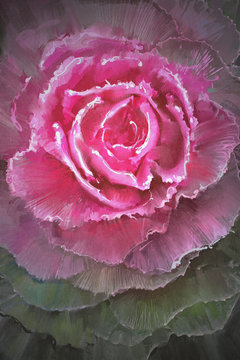 beautiful flowering cabbages,digital painting