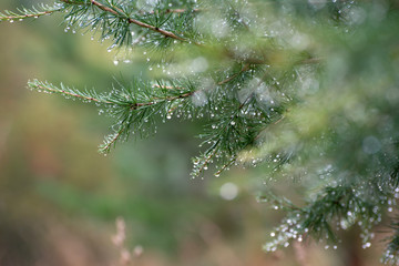 Branch of a coniferous tree with drops of water