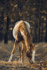 Obraz na płótnie Canvas Portrait of the piebald horse in the forest