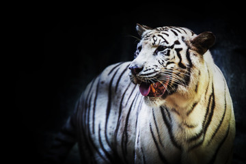 Face to face with white bengal tiger