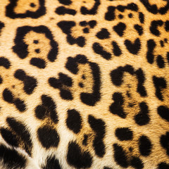 Close up leopard spot pattern texture background