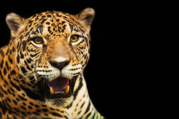 Close up portrait of leopard with intense eyes