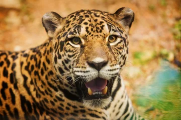 Foto auf Acrylglas Panther Erwachsener weiblicher Jaguar sitzt auf dem Felsen und schaut in die Kamera