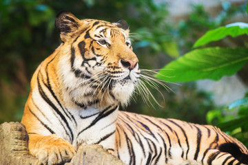 Tiger, portrait of a bengal tiger.