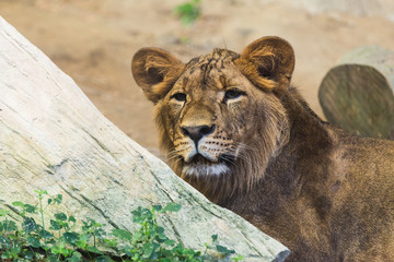 Obraz premium The young Lion