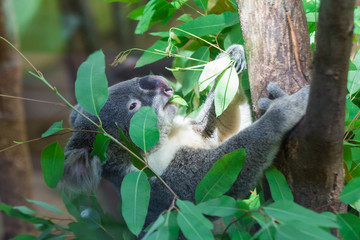 koala bear in the zoo