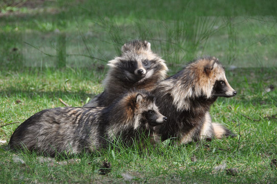 Racoon Dog
