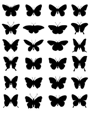 Black silhouettes of butterflies on a white background, vector