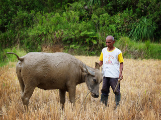 Old man with a buffalo. Farmer in Asia