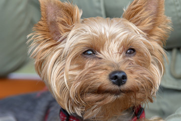 A dog with a smile portrait