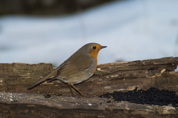 Cinciallegra, cinciarella, pettirosso, codirosso, passero mangia pallina grasso mangiatoia. Mangiatoia per uccelli, birdgardening