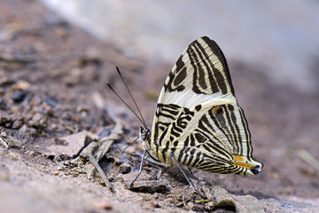 Fototapeta na wymiar Brazilian butterfly Colobura dirce