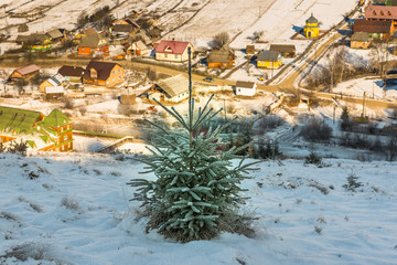 Fir and village in mountains Carpathians in winter. Ukraine. 
