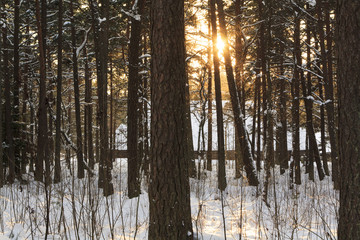 Winter sunset in the forest