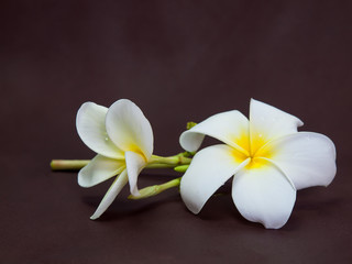 Fototapeta na wymiar plumeria flower, beautiful white.