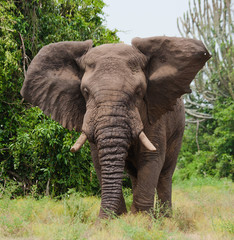 Elephant in the savanna. Shooting from hot air balloon. Africa. Kenya. Tanzania. Serengeti. Maasai Mara. An excellent illustration.