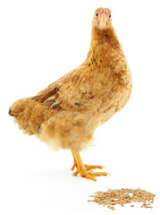 Brown hen isolated.