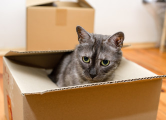 Moving day - cardboard boxes in room