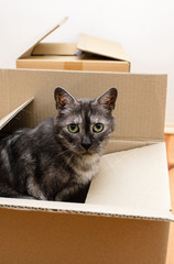 Fototapeta na wymiar Moving day - cat and cardboard boxes