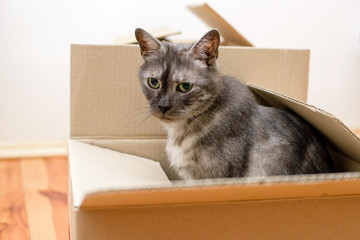 Moving day - cat and cardboard boxes