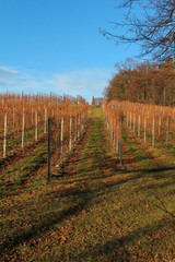 Fototapeta na wymiar vineyard at sunny day after harvesting