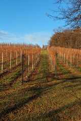Obraz premium vineyard at sunny day after harvesting